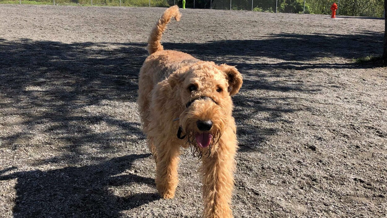 Un chien dans un parc à chien