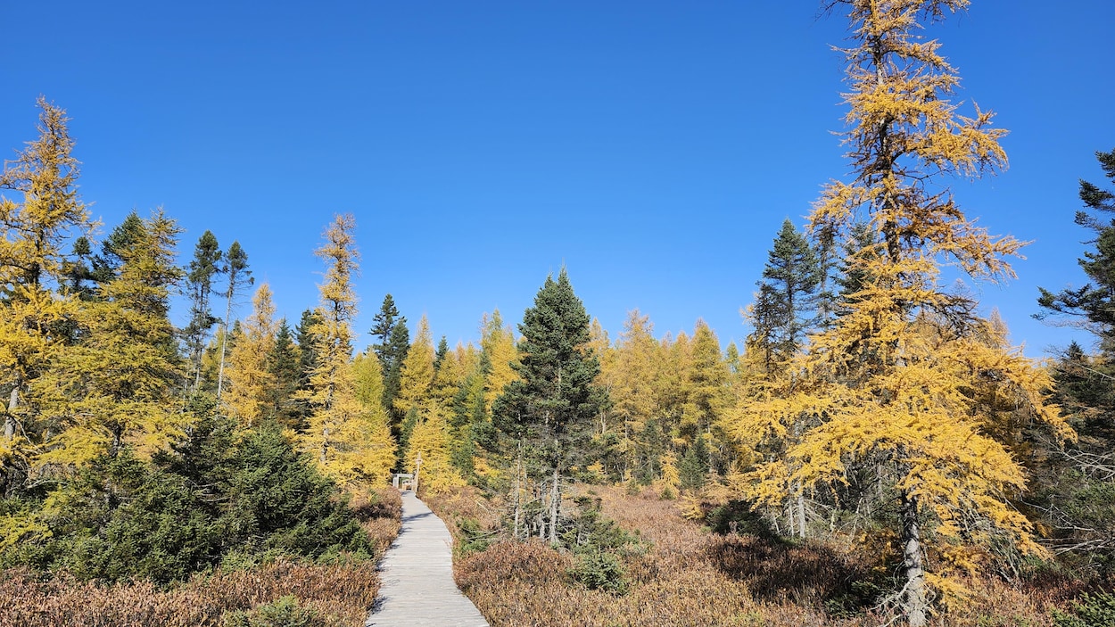 Un nouveau sentier adapté pour tous au parc écoforestier de Johnville