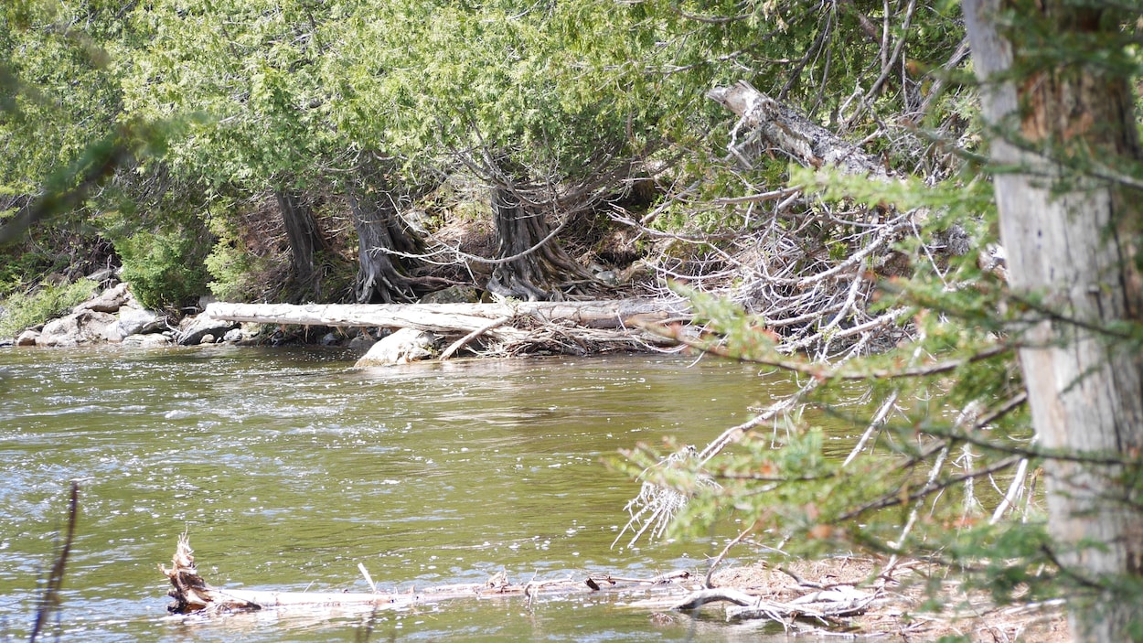 Vue d’une rivière avec des branches qui flottent.