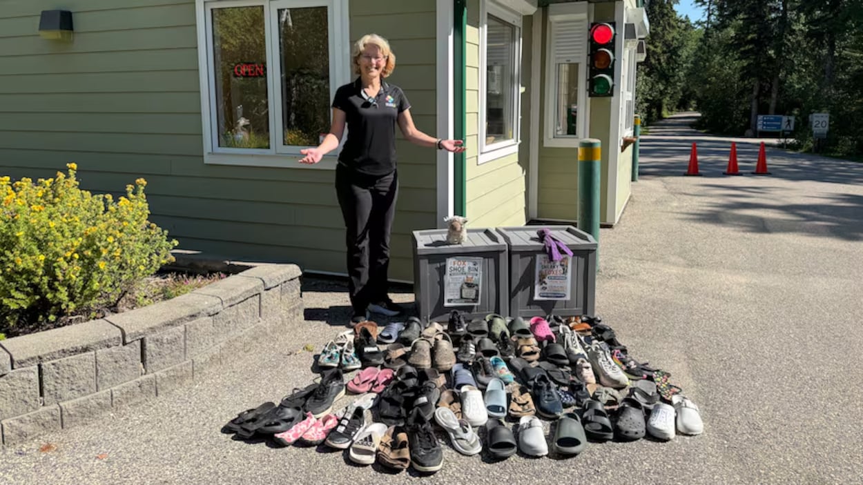 Des renards rusés volent plus de 100 chaussures dans un parc