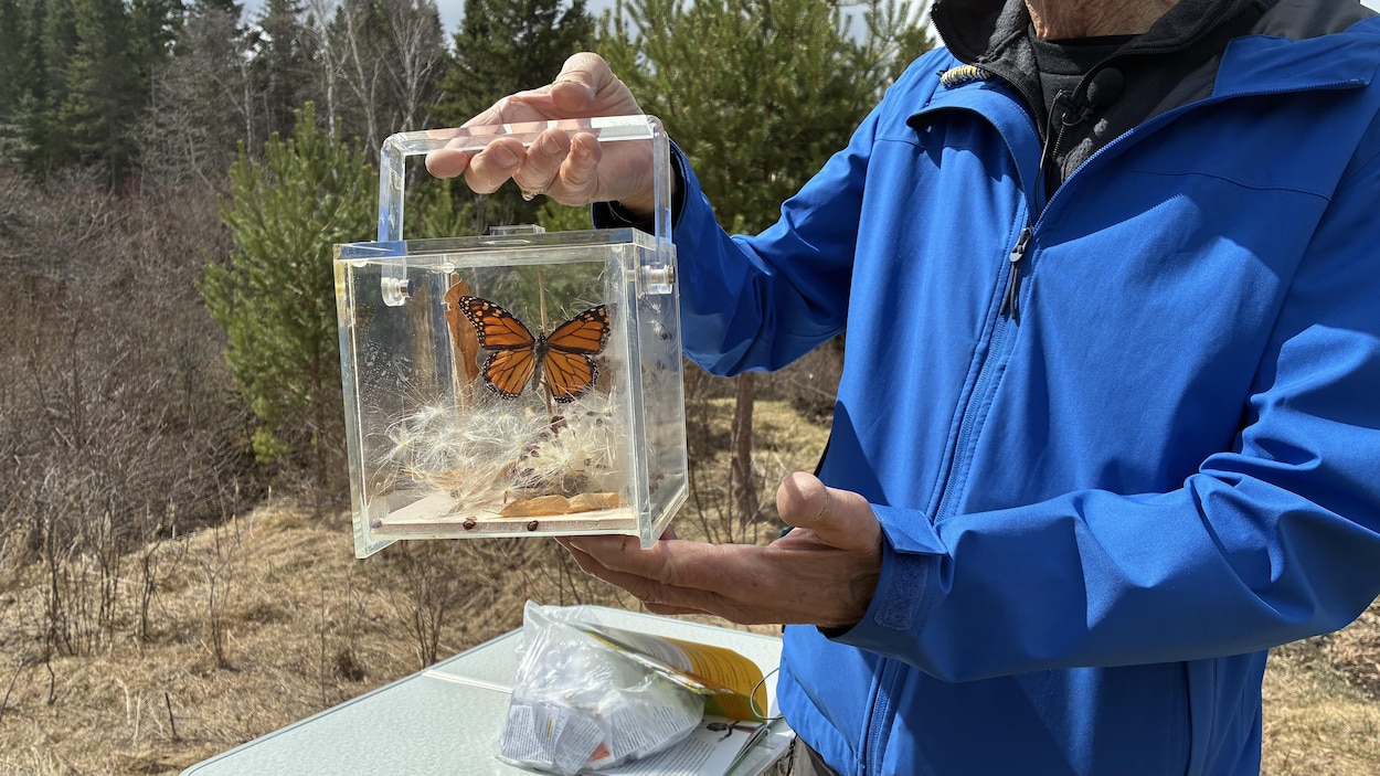 Un octogénaire crée un jardin pour faire proliférer la population de monarques