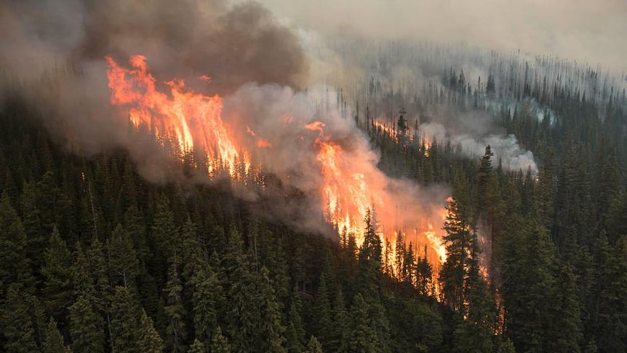 D'immenses flammes s'élèvent de la forêt qui est recouverte de fumée.