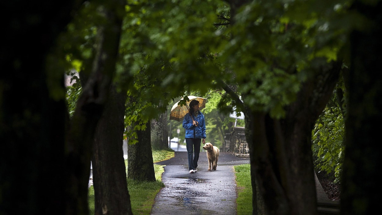 Une femme sous un parapluie avec un chien sans laisse au parc Point Pleasant, à Halifax.