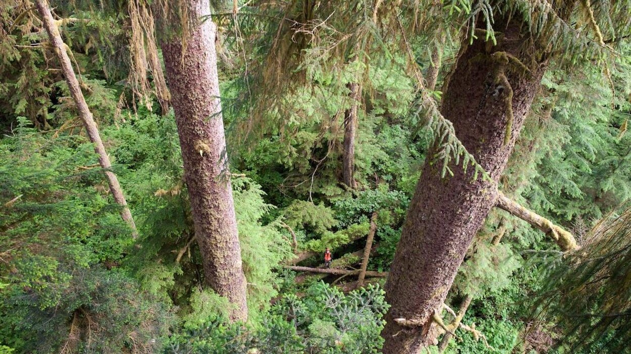 Une forêt, vue de haut.