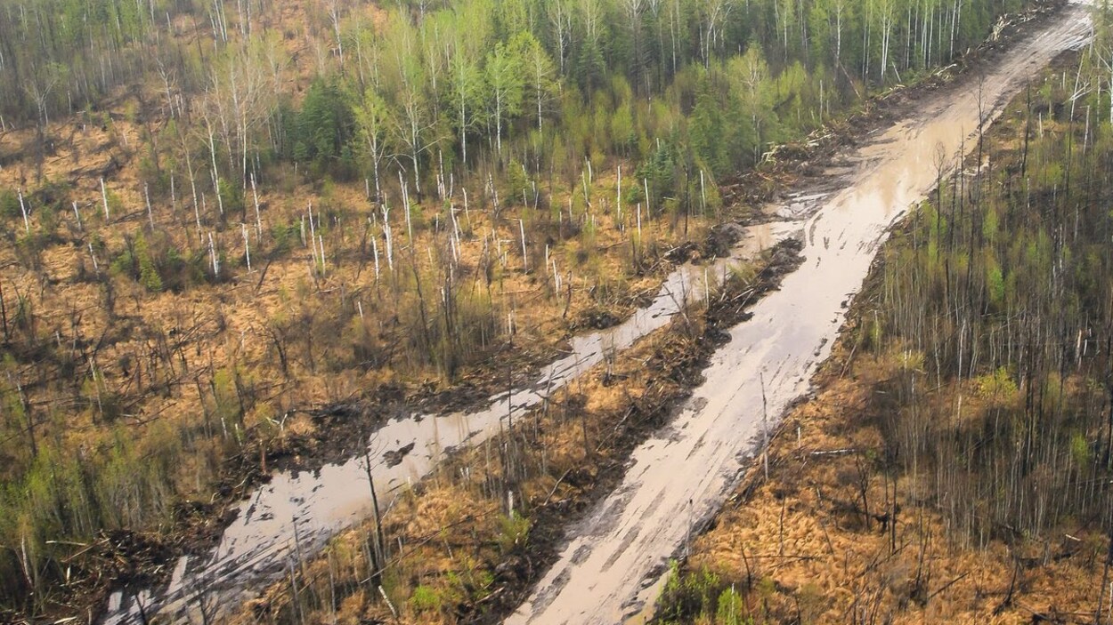 Dans les forêts albertaines, les pare-feux profitent à la faune sauvage
