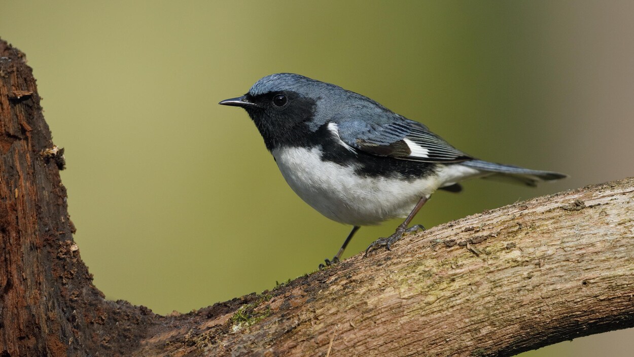 Une paruline bleue photographiée sur une branche à Grand Bend, en Ontario.