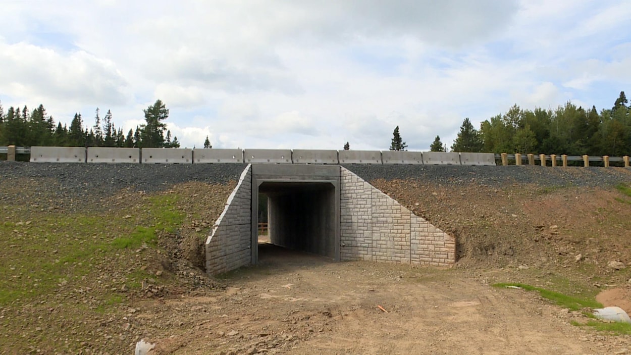 Deux tunnels pour animaux pour améliorer la sécurité sur la route 8