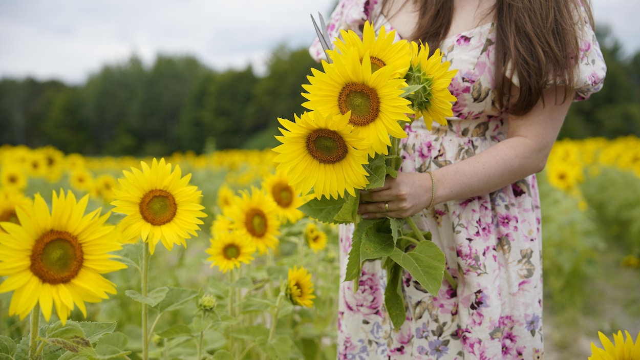 De la lavande, des tournesols et des citrouilles