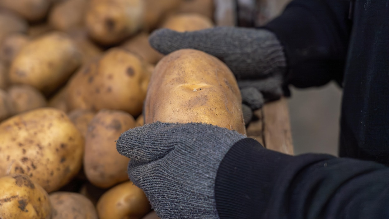 Prix du pétrole : un nouveau coup au moral des agriculteurs