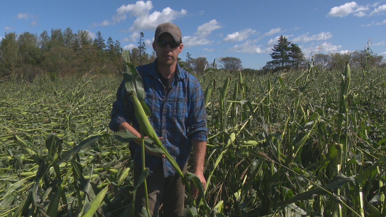 L'agriculteur de maïs montre les dégâts dans son champ.