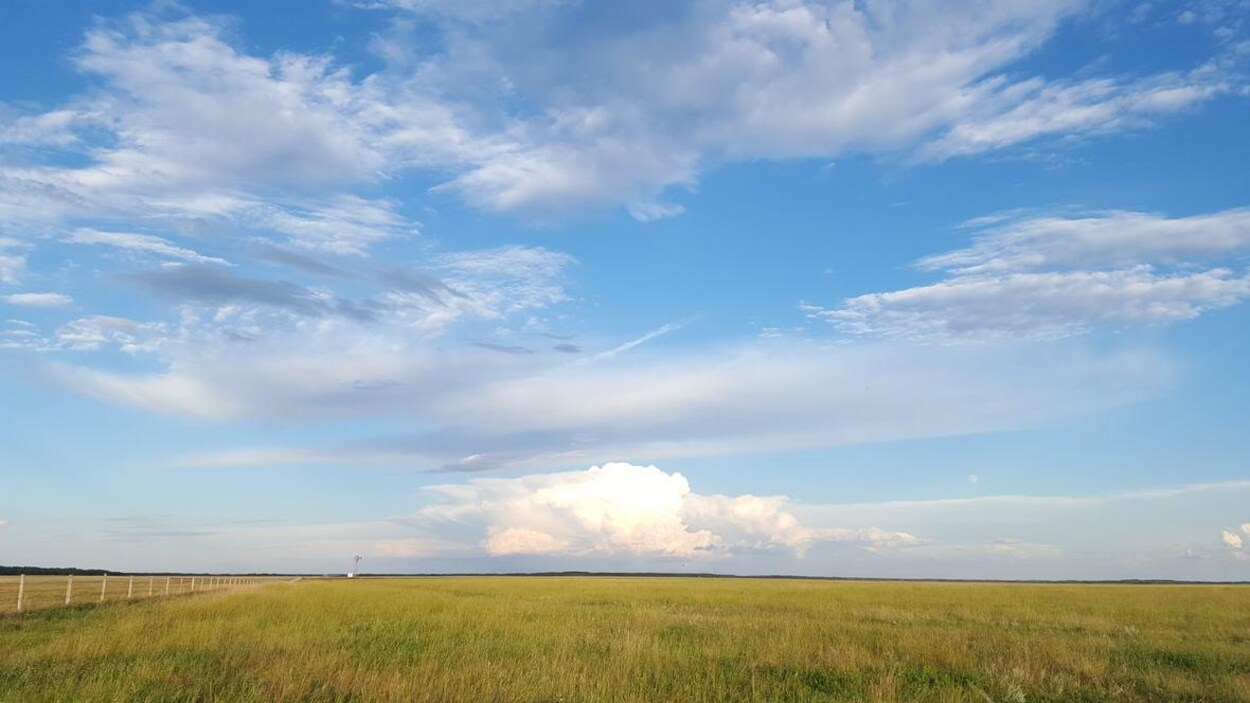 Un espace vert de prairie, en plein été, sur fond de ciel bleu.