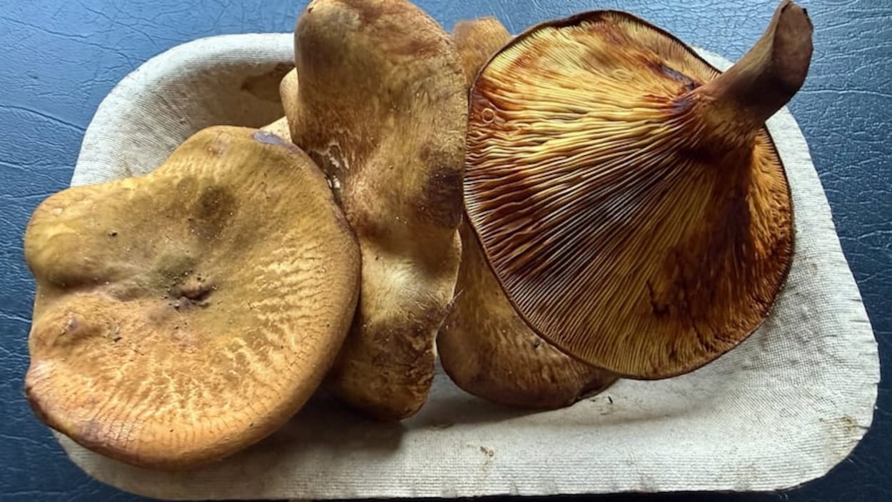 Des champignons potentiellement toxiques vendus à Harrop, en C.-B.