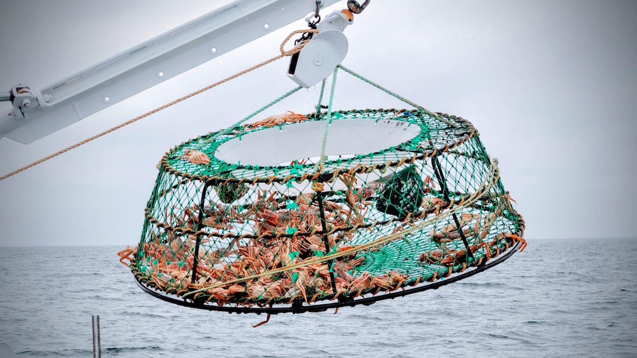 Le quota de capture de crabe des neiges continue de baisser dans la zone 12