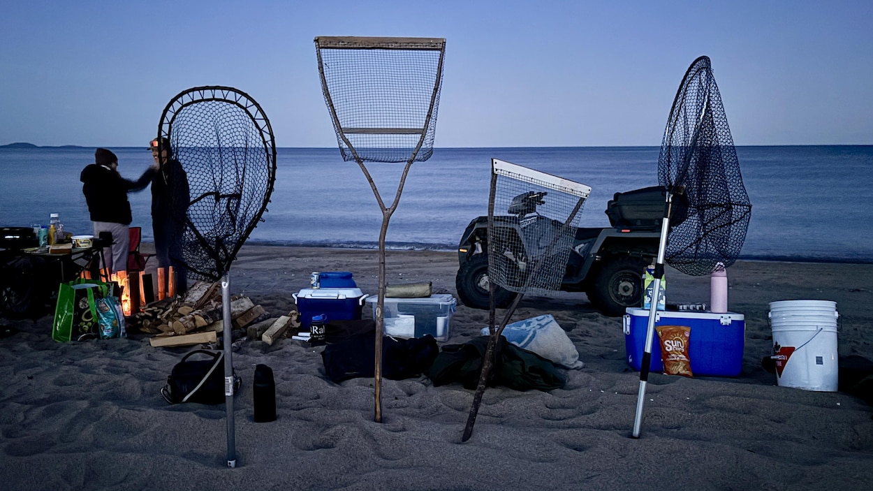 La miraculeuse pêche au capelan