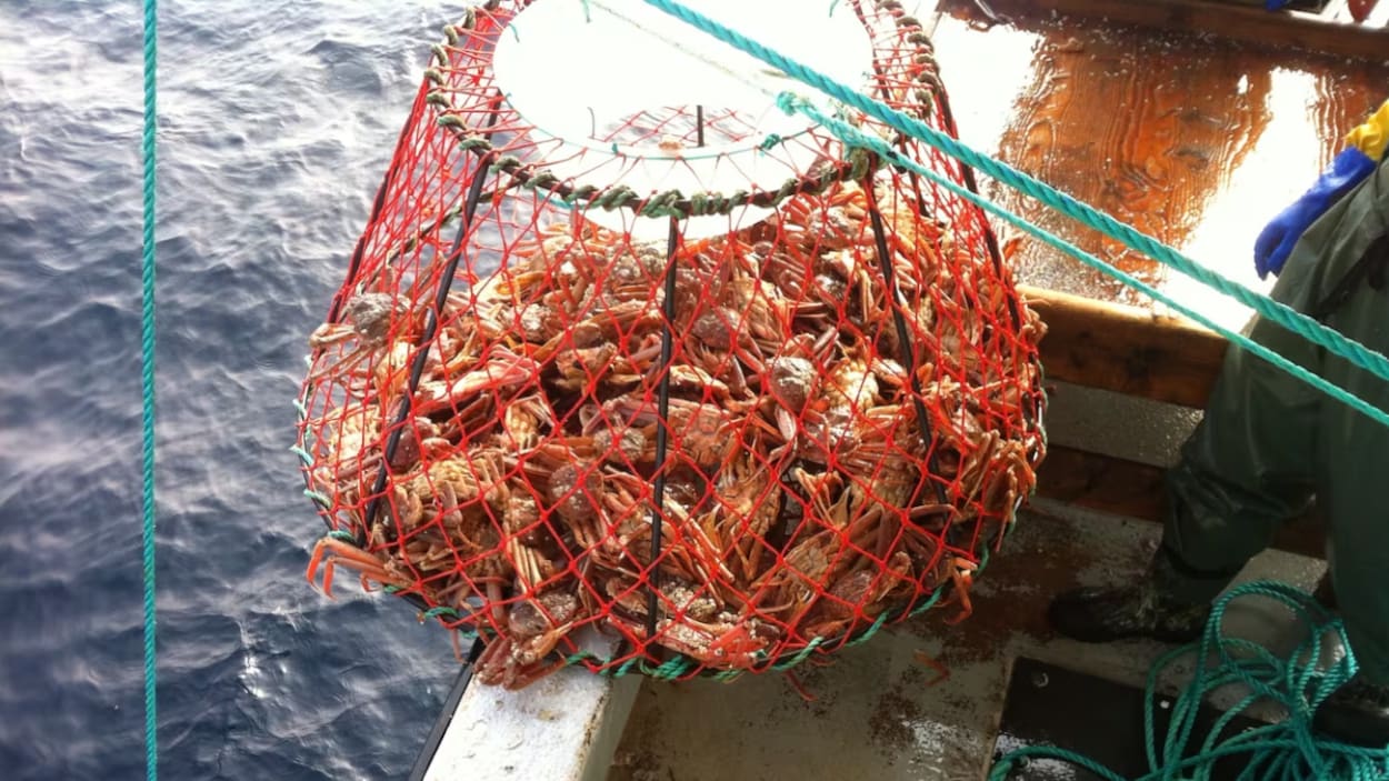 Crabe des neiges : pourquoi T.-N.-L. est-elle dans l’impasse?