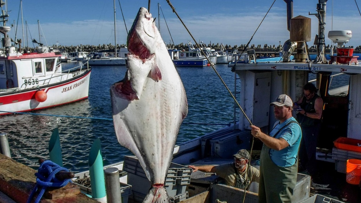 Bientôt un permis pour pêcher en Mer ?