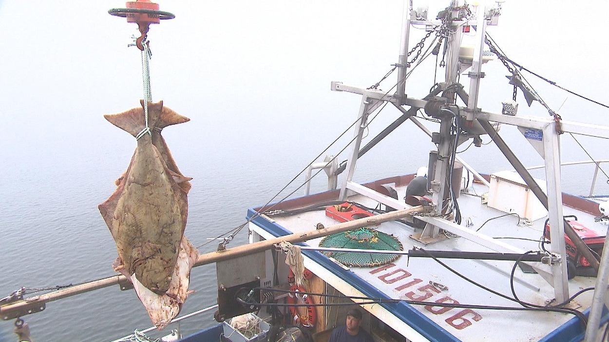 En mer, sur un bateau de pêche, des flétans sont pendus par la queue, au bout d'un palan.