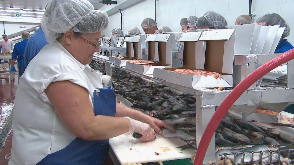 Plusieurs travailleurs saisonniers du Nouveau-Brunswick dépendent de la pêche au hareng pour compléter leurs heures admissibles à l'assurance-emploi.