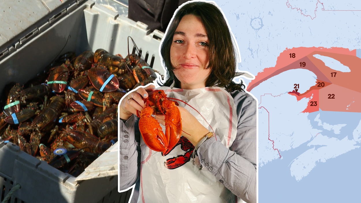 Guide pour mieux comprendre la pêche au homard | En bref | Radio-Canada