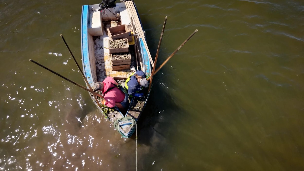 Huître sauvage : 40 000 $ offerts aux pêcheurs des Maritimes pour leur permis