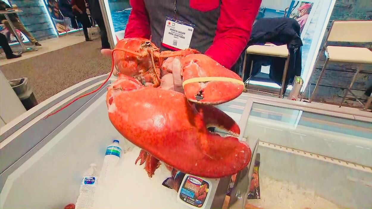 Un pêcheur de homard de Tignish, à l'Île-du-Prince-Édouard, présente un gros homard à l'exposition de fruits de mer de Boston. Un pêcheur de homard de Tignish, à l'Île-du-Prince-Édouard, présente un gros homard à l'exposition de fruits de mer de Boston.