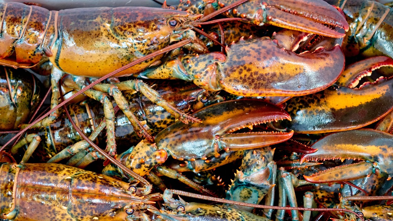 Plusieurs homards.