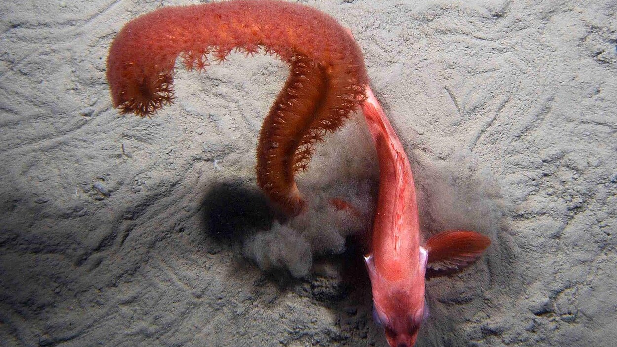Photo d'une pennatule et d'un sébaste près des fonds marins.