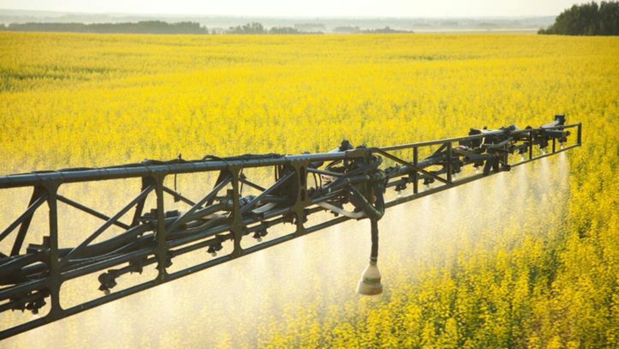 Épandage de pesticide sur un champ de canola.