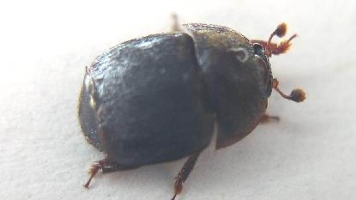 Le petit coléoptère des ruches Le petit coléoptère des ruches