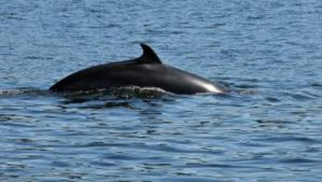Le petit rorqual est la plus petite des baleines à fanons. Le petit rorqual est la plus petite des baleines à fanons.