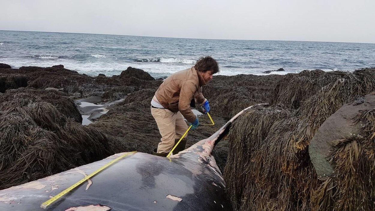 Un petit rorqual retrouvé mort au large de Tiverton en Nouvelle-Écosse au mois de février.