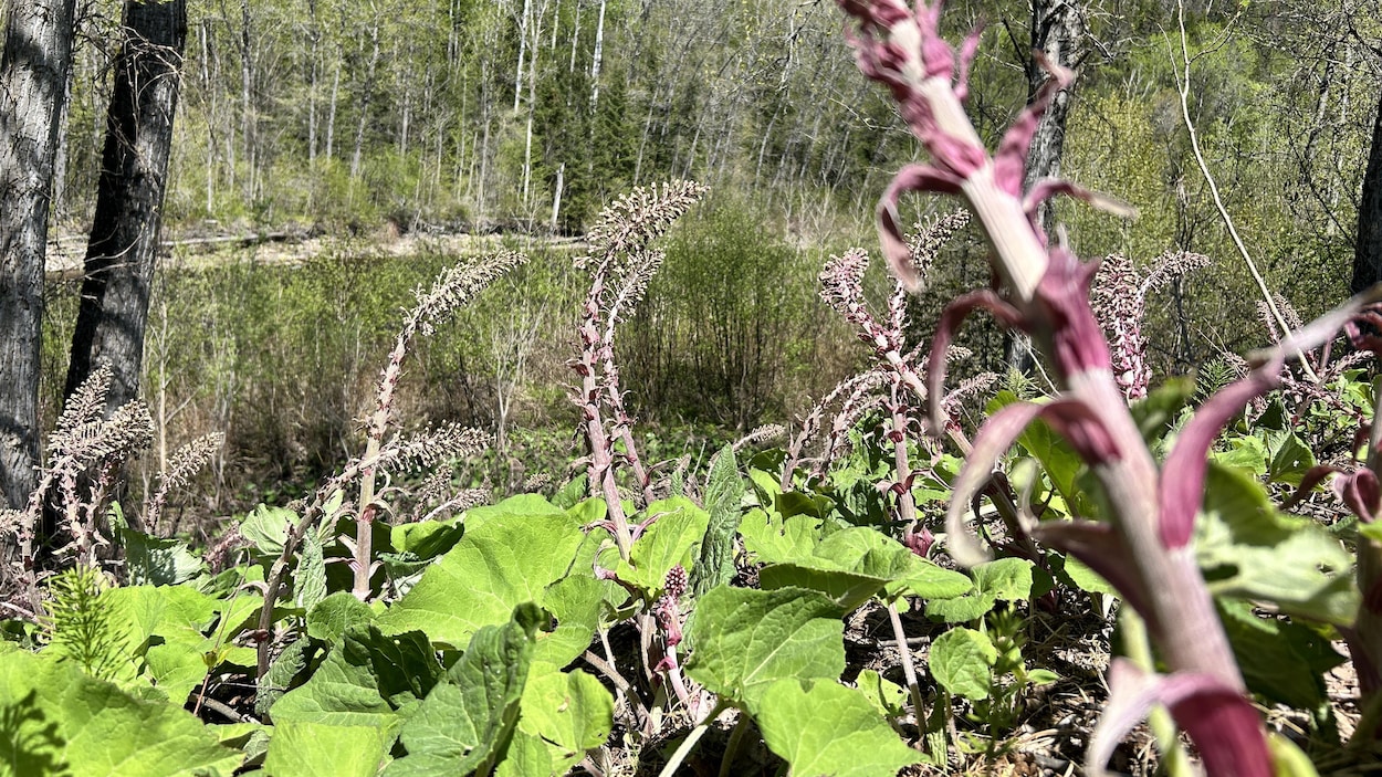 Petit-Saguenay s’attaque aux plantes exotiques envahissantes sur son territoire