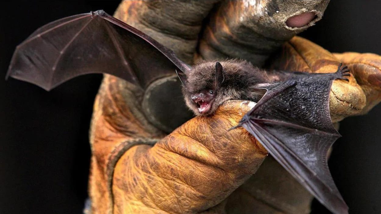 Des chercheurs tentent de mieux comprendre les chauves-souris