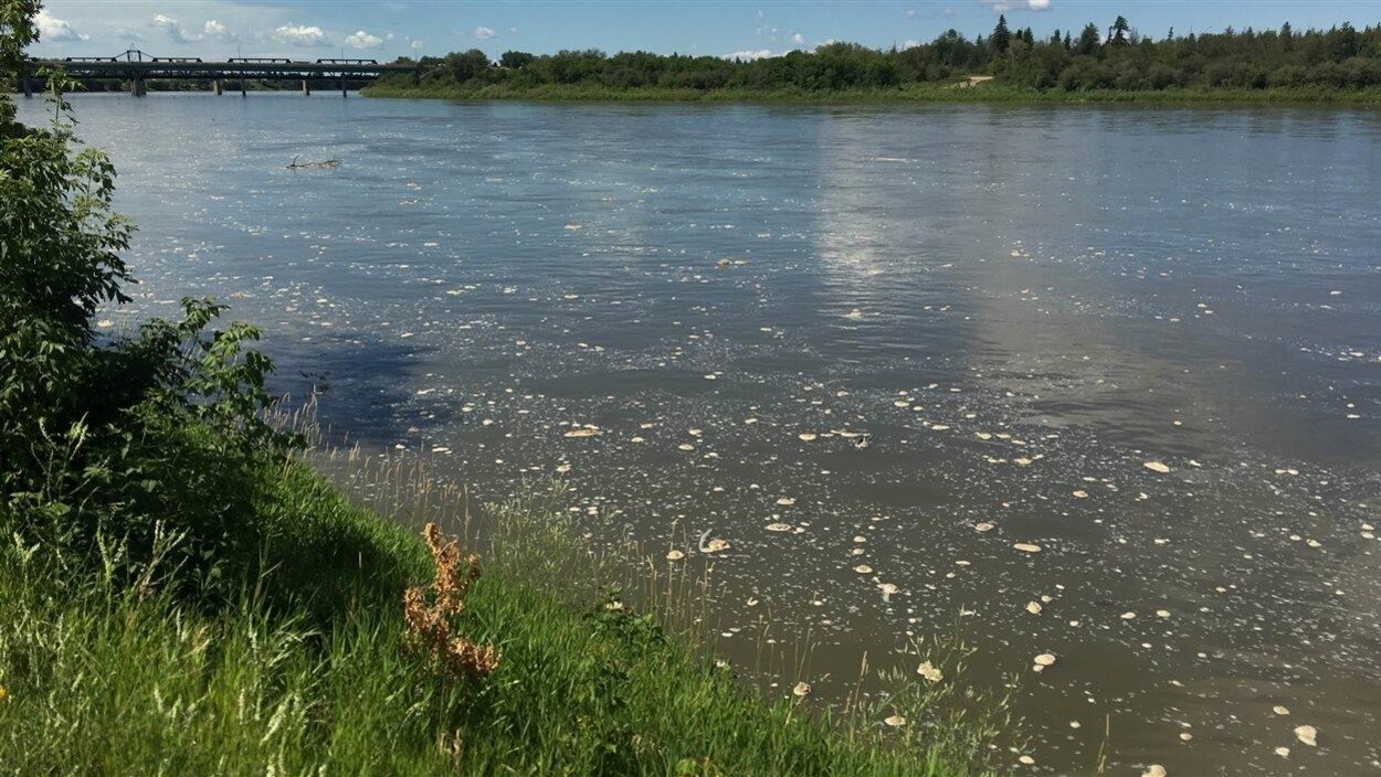 Déversement de pétrole dans la rivière Saskatchewan Nord.