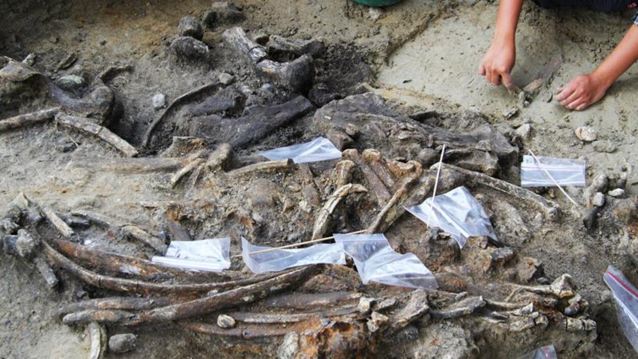 Pas moins de 400 ossements d’animaux y ont été découverts, dont une grande partie du squelette d’un rhinocéros et 57 artefacts en pierre.