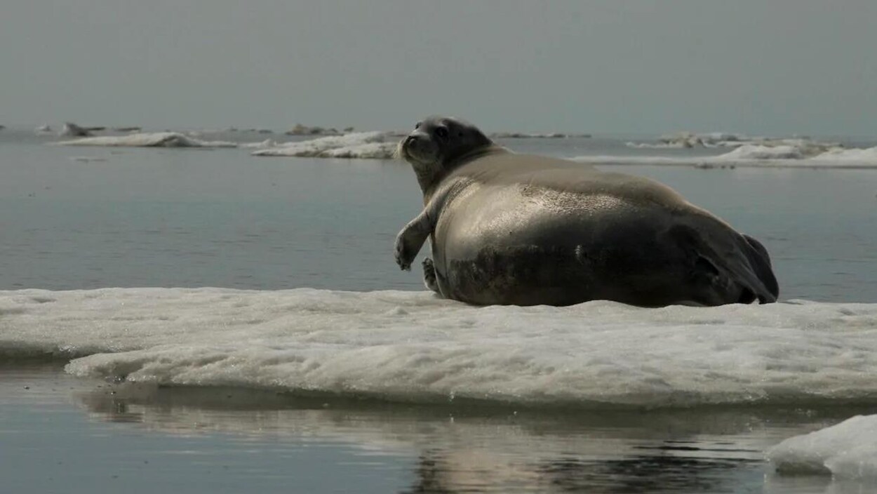 Un phoque barbu sur la glace