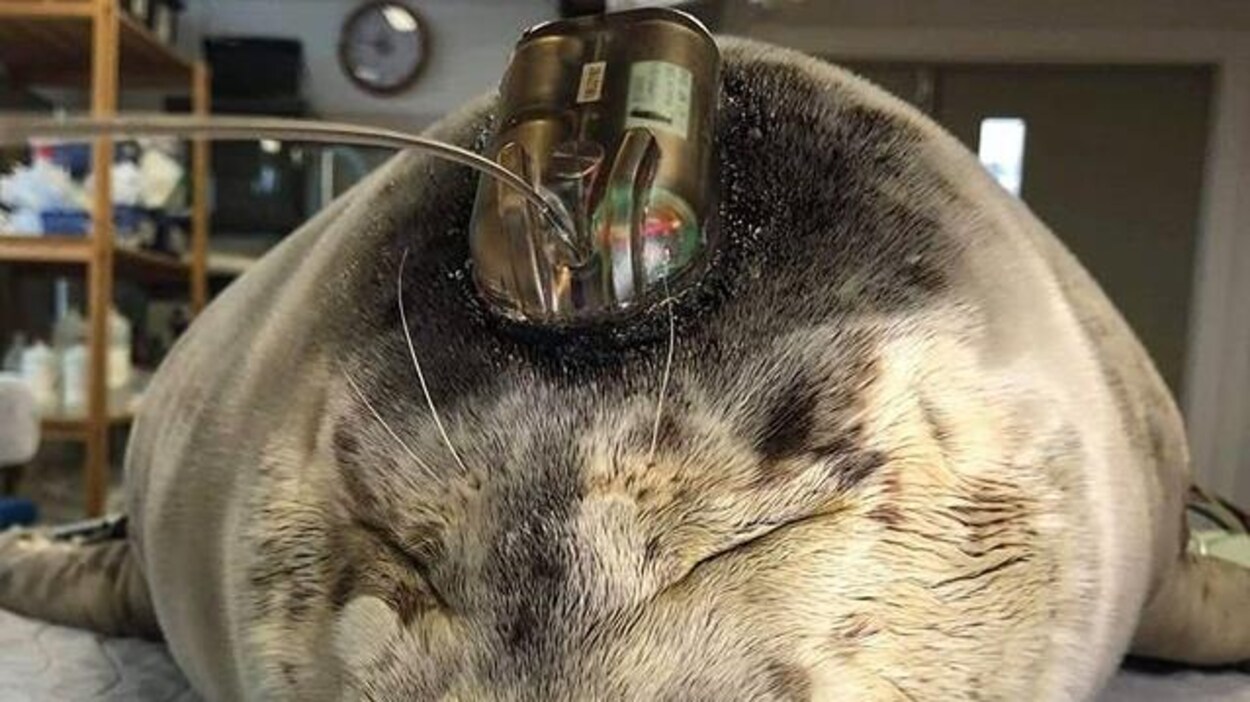 Un phoque a un émetteur satellite collé sur la tête.