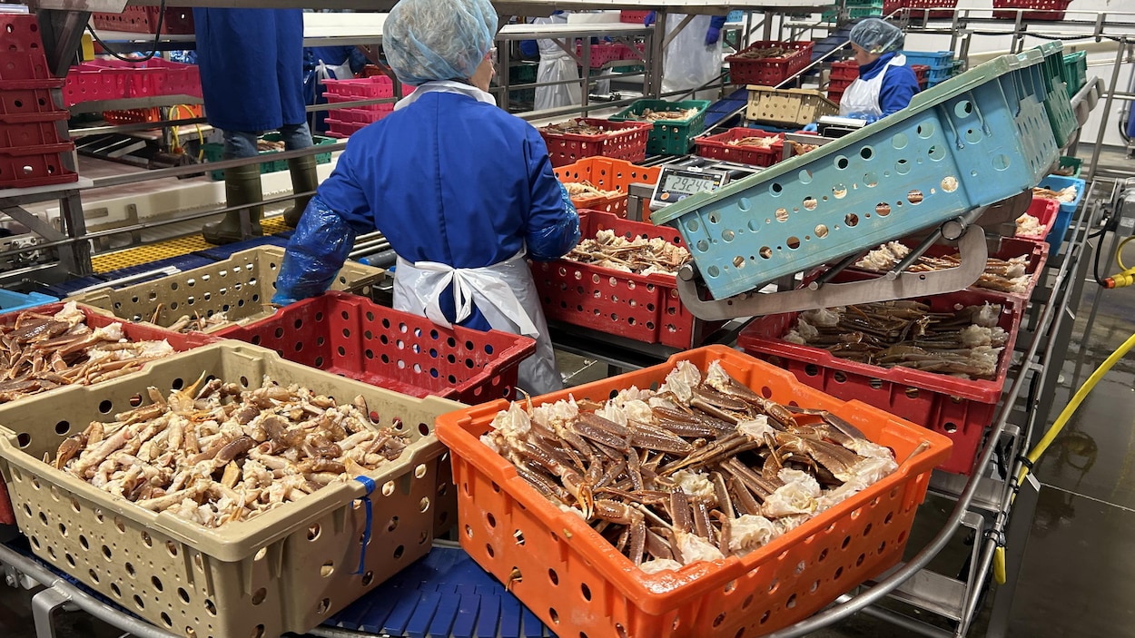 Les crabiers du golfe du Saint-Laurent s’attendent à une baisse du quota