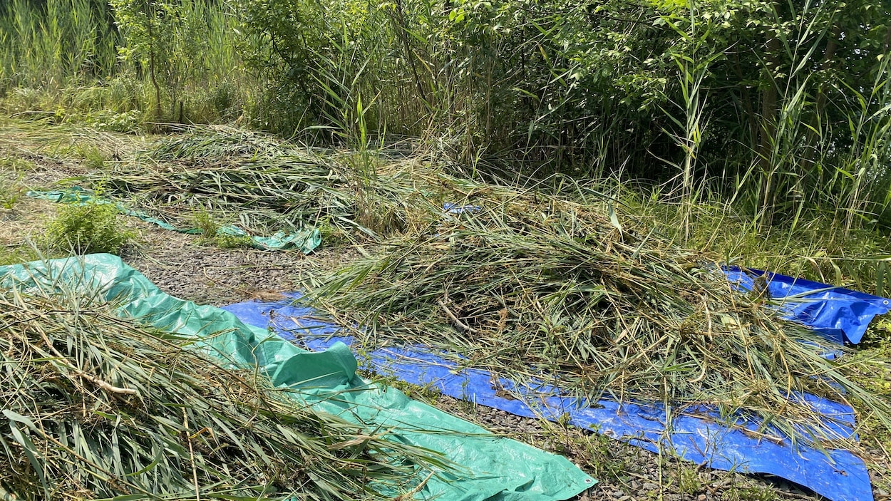 Memphrémagog Conservation s’attaque au phragmite