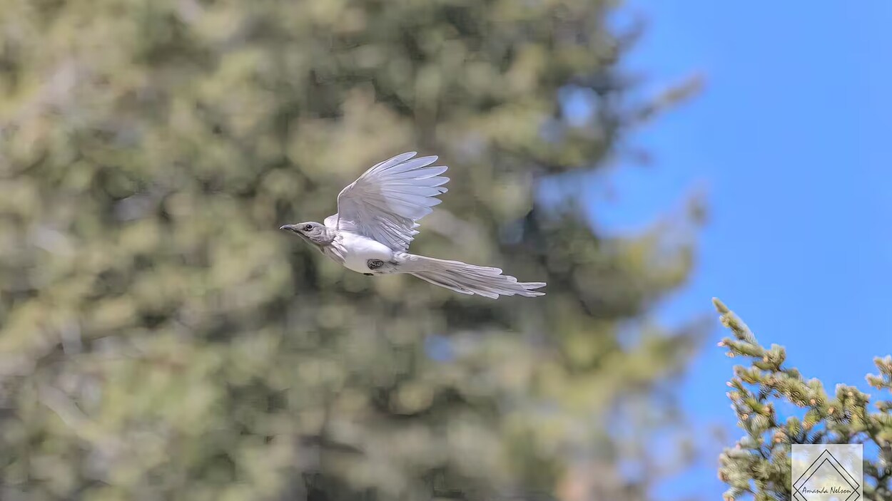 Une BritannoColombienne capture en photo l’envol d’une rare pie