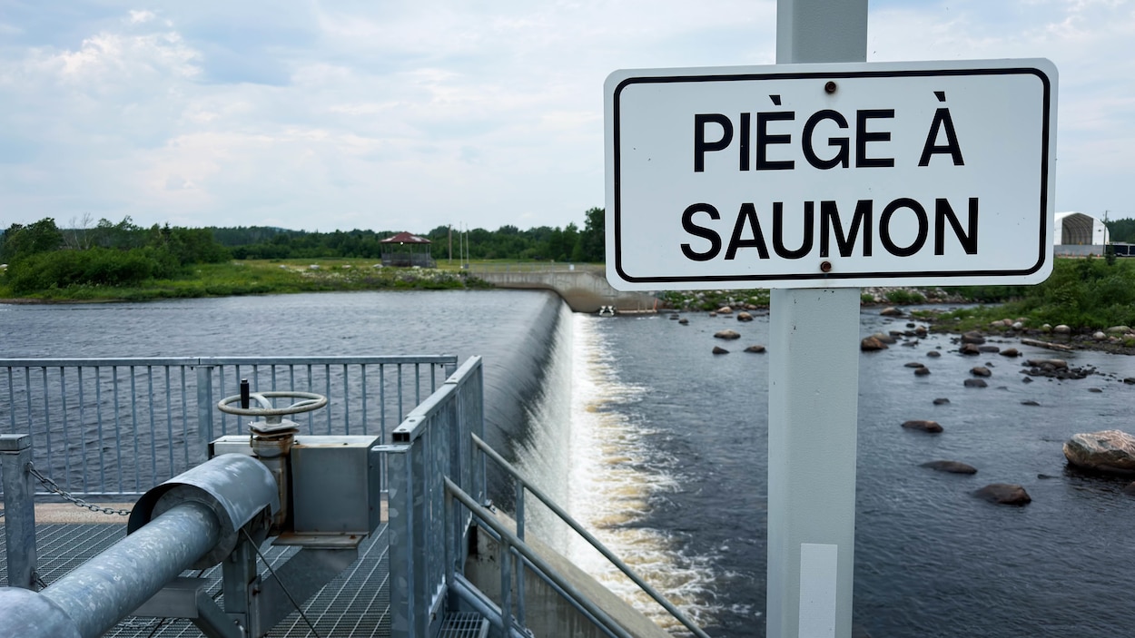 Regain d’espoir pour le saumon atlantique sur la rivière Trinité