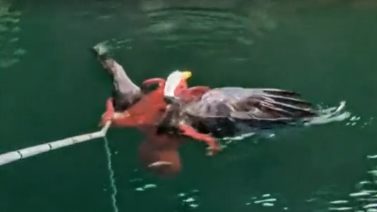 Une aigle à tête blanche entre les tentacules d'une pieuvre rouge.