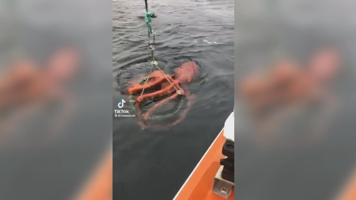 Une pieuvre géante s’est accrochée à un casier de pêche qui est remonté par un bateau en Colombie-Britannique. 