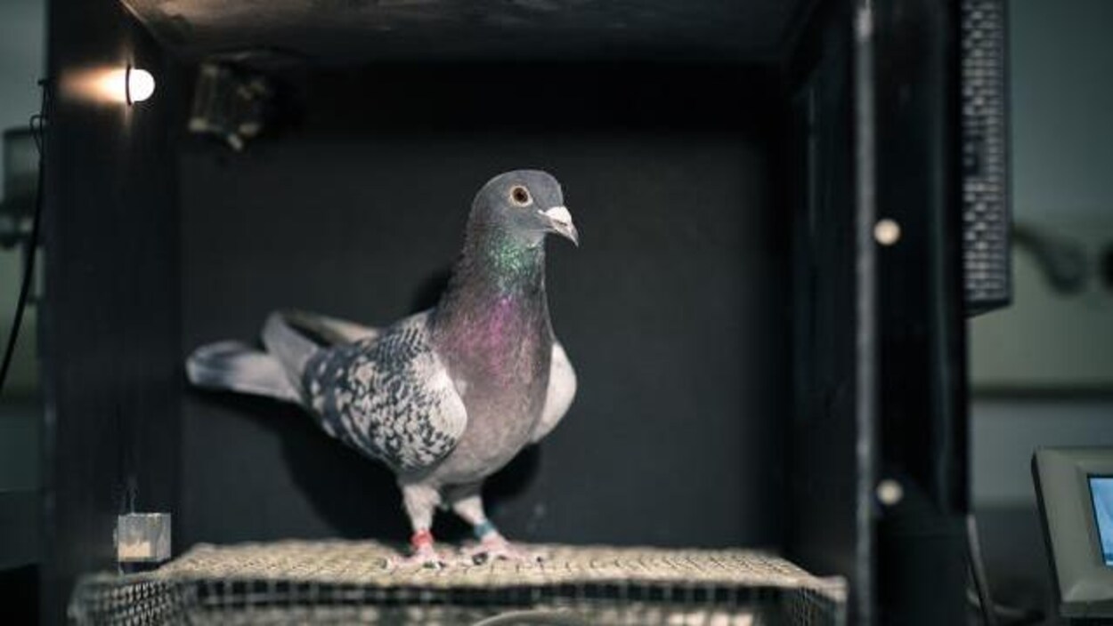 Un pigeon Un pigeon