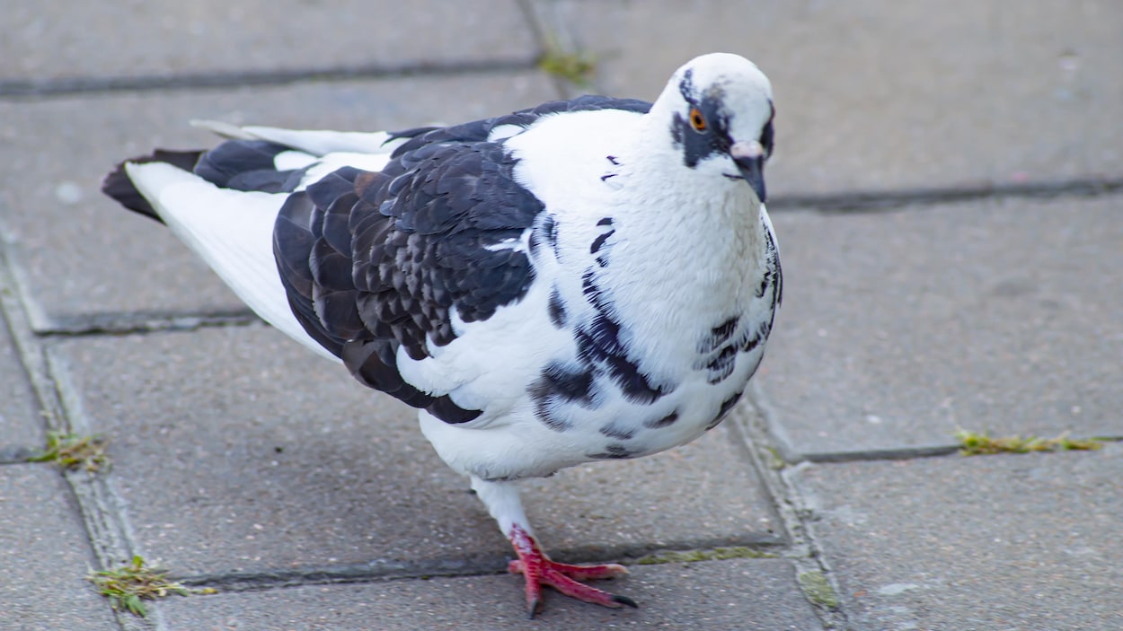 La vérité sur les pigeons estropiés RadioCanada.ca