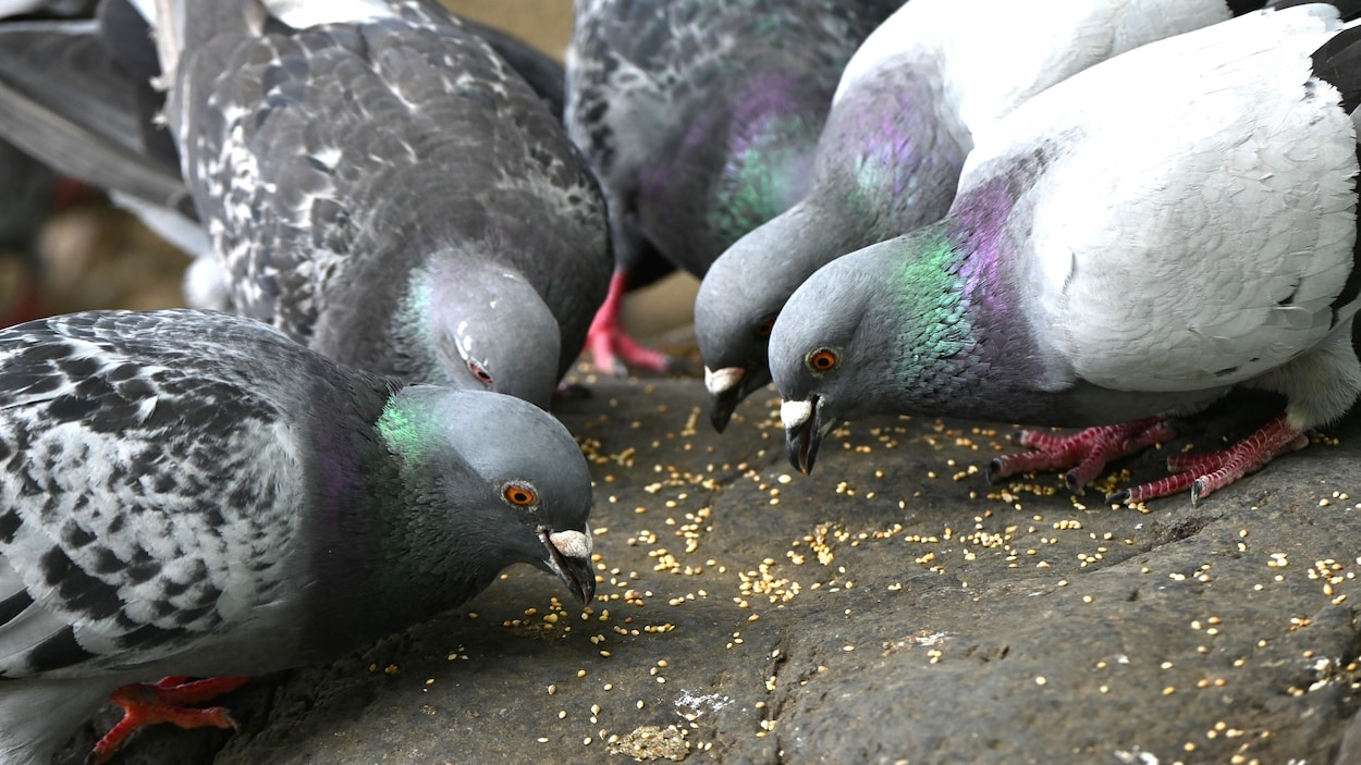Plusieurs oiseaux tués par du maïs empoisonné à Halifax