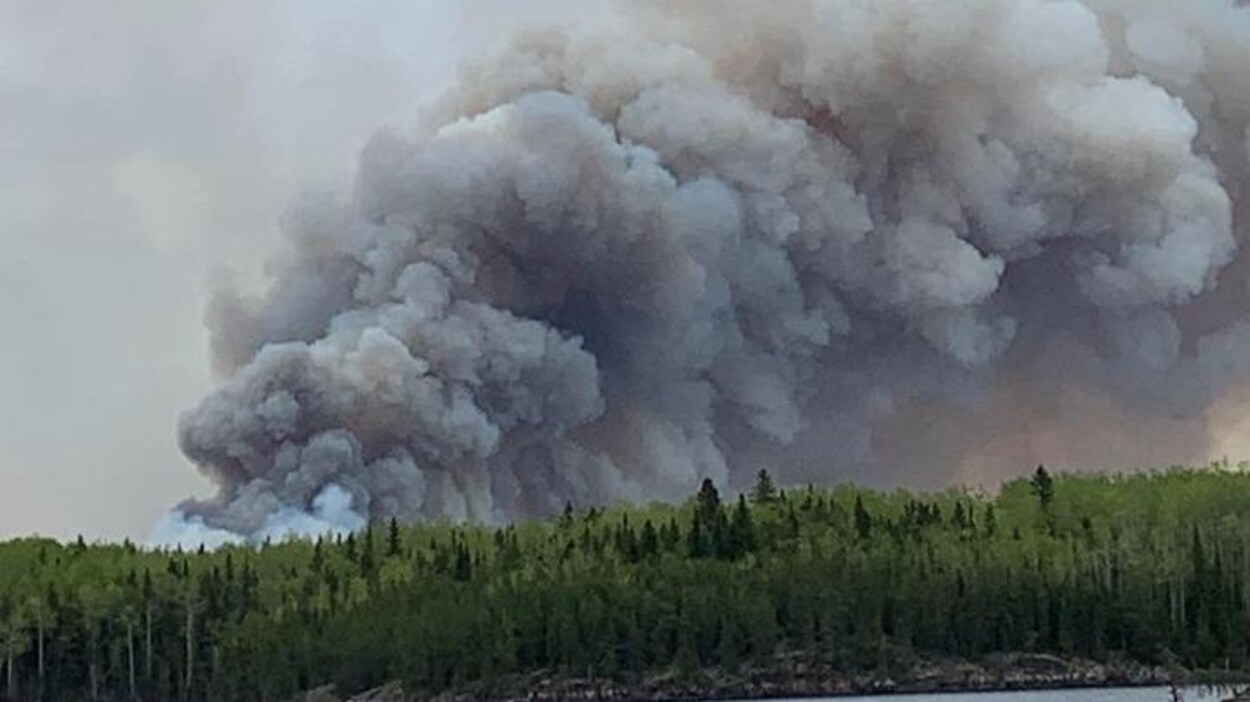 Des arbres avec beaucoup de fumée, en raison d'un feu de forêt.