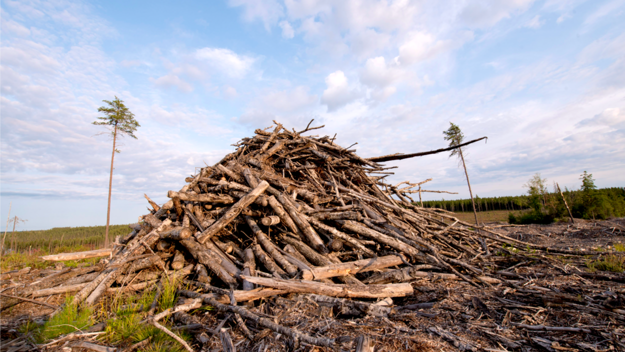 Une pile de branches.