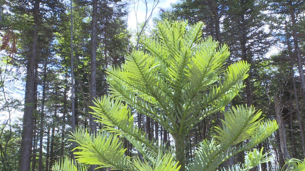 Cîme d'un pin de Wollemi haut d'environ deux mètres.
