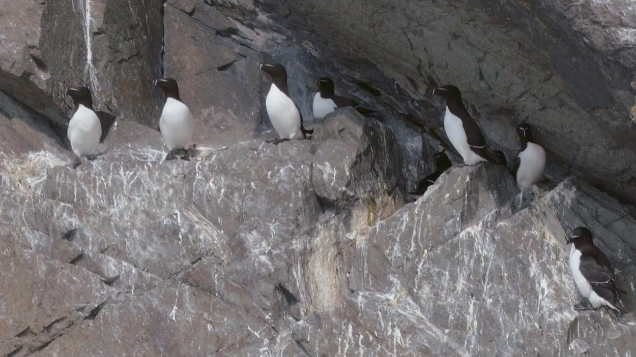 Une île De Petits Pingouins Près De Montmagny Radio Canadaca